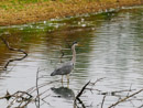 Grey Heron - Czapla Siwa